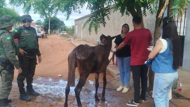 BPMA resgata animal sob maus-tratos em Barbalha e leva tutor à delegacia