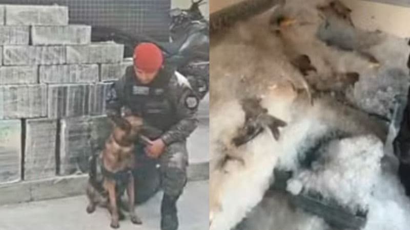 PMCE e PF apreendem 1 tonelada de cocaína no Ceará